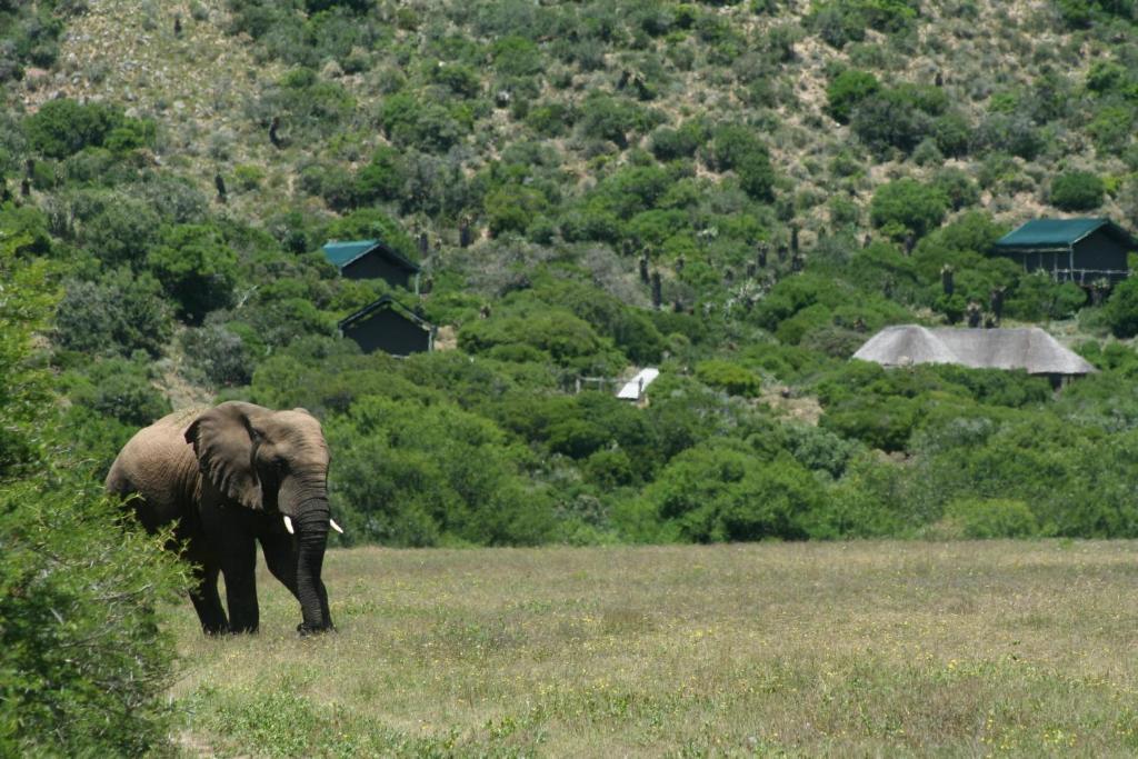 Hillsnek Safari Camp - Amakhala Game Reserveヴィラ エクステリア 写真