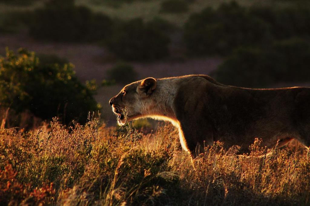 Hillsnek Safari Camp - Amakhala Game Reserveヴィラ エクステリア 写真