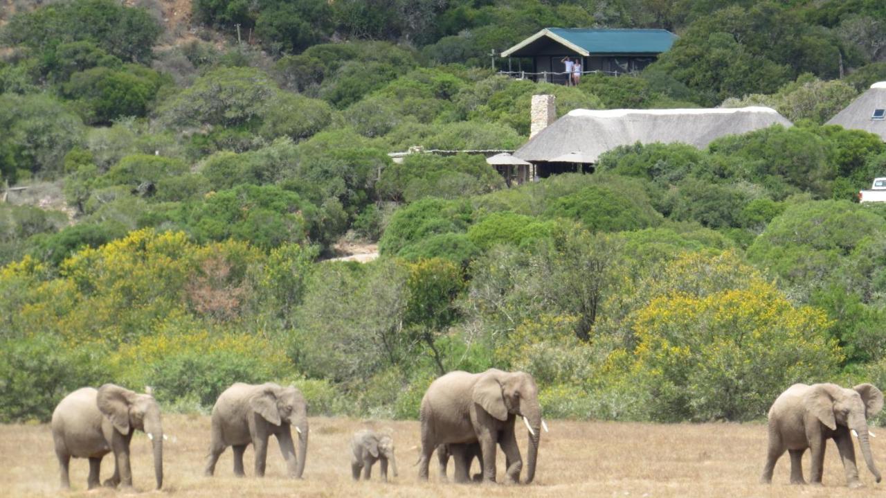 Hillsnek Safari Camp - アマカーラ・ゲーム・リザーブ エクステリア 写真