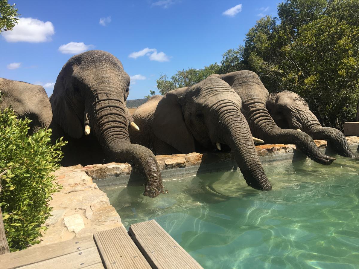 Hillsnek Safari Camp - アマカーラ・ゲーム・リザーブ エクステリア 写真