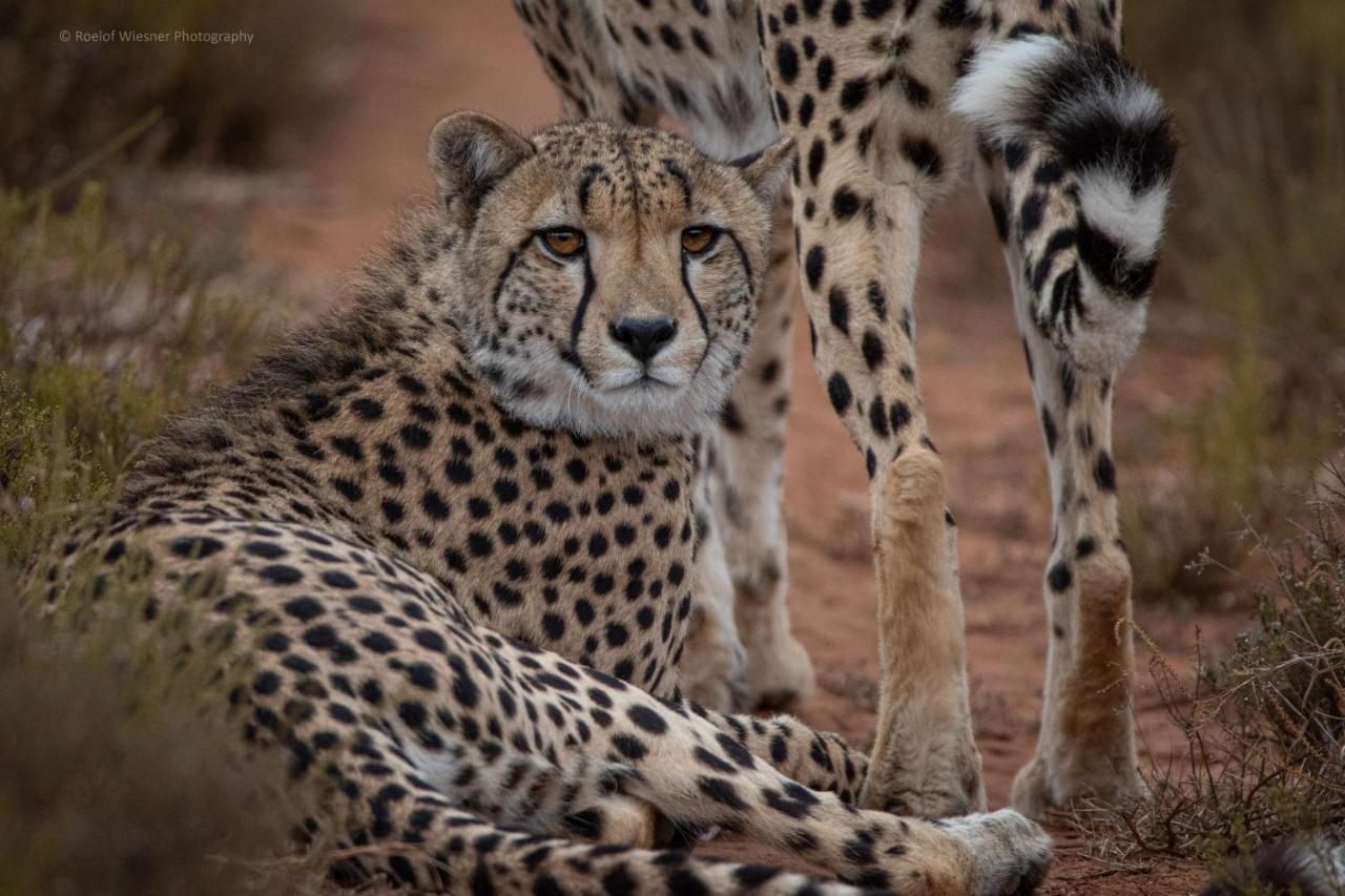 Hillsnek Safari Camp - Amakhala Game Reserveヴィラ エクステリア 写真