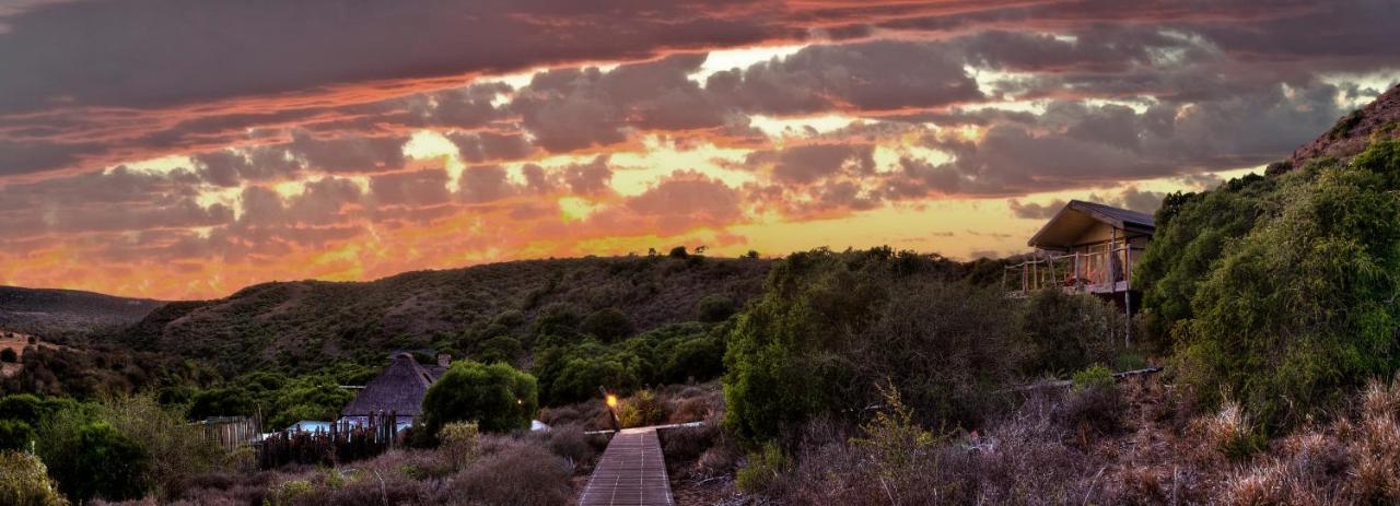 Hillsnek Safari Camp - Amakhala Game Reserveヴィラ エクステリア 写真