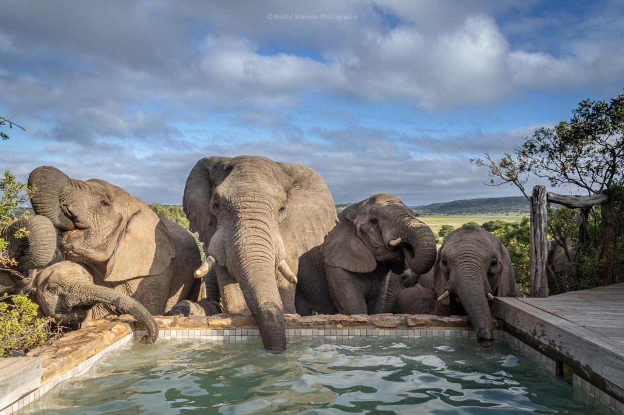 Hillsnek Safari Camp - アマカーラ・ゲーム・リザーブ エクステリア 写真
