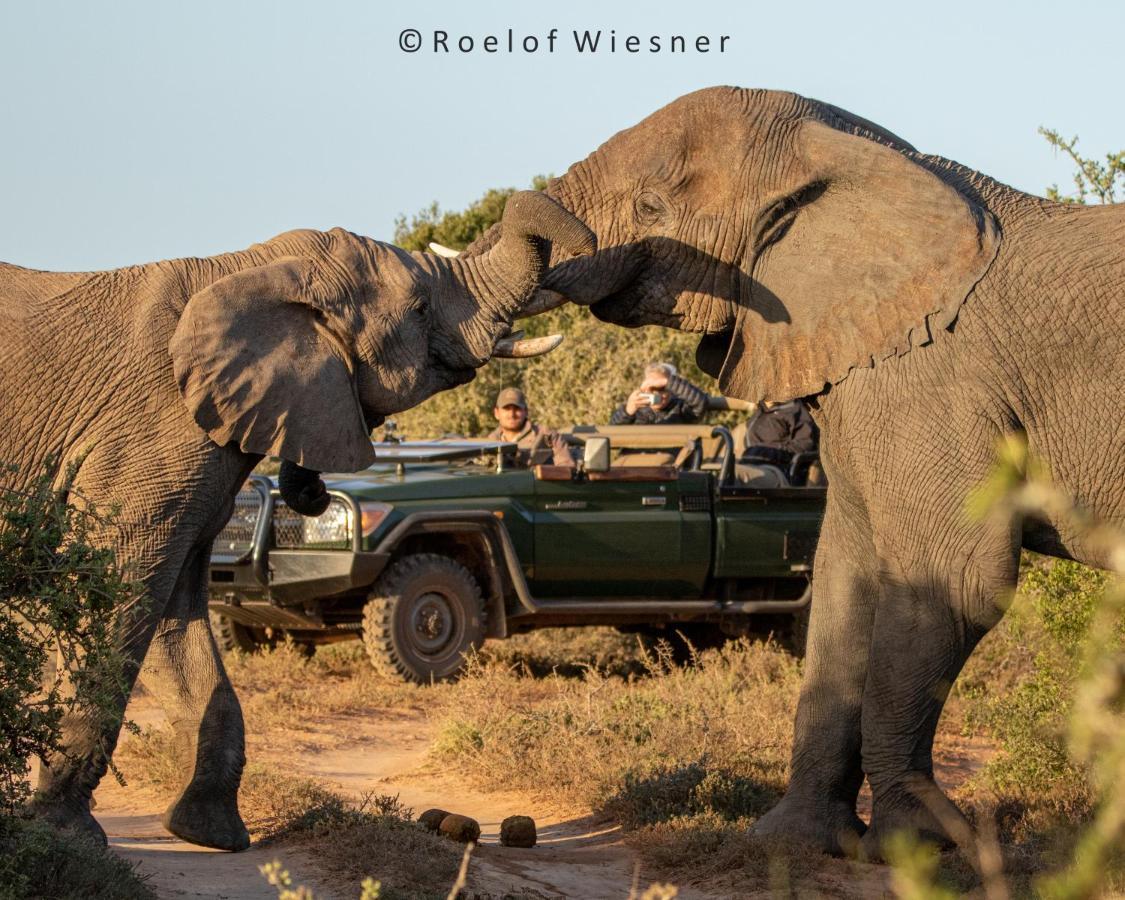 Hillsnek Safari Camp - アマカーラ・ゲーム・リザーブ エクステリア 写真