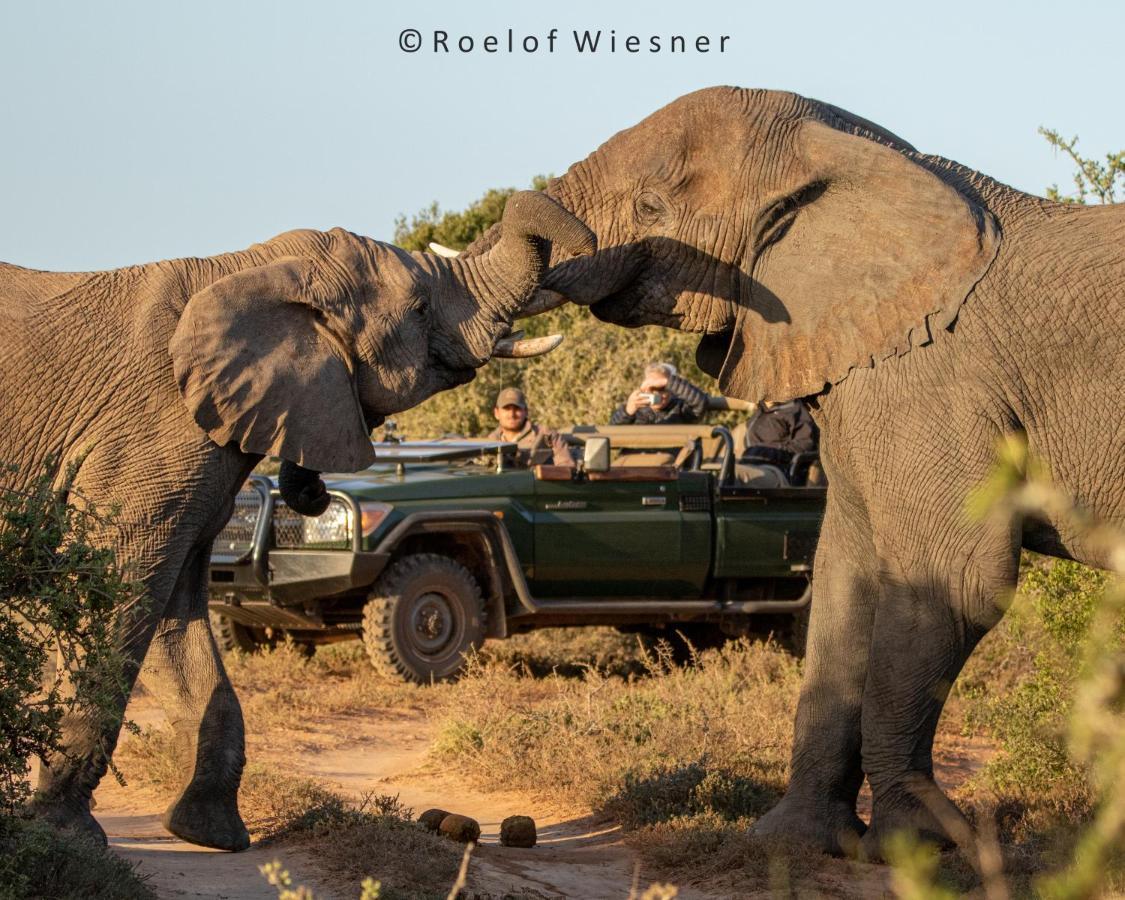 Hillsnek Safari Camp - Amakhala Game Reserveヴィラ エクステリア 写真