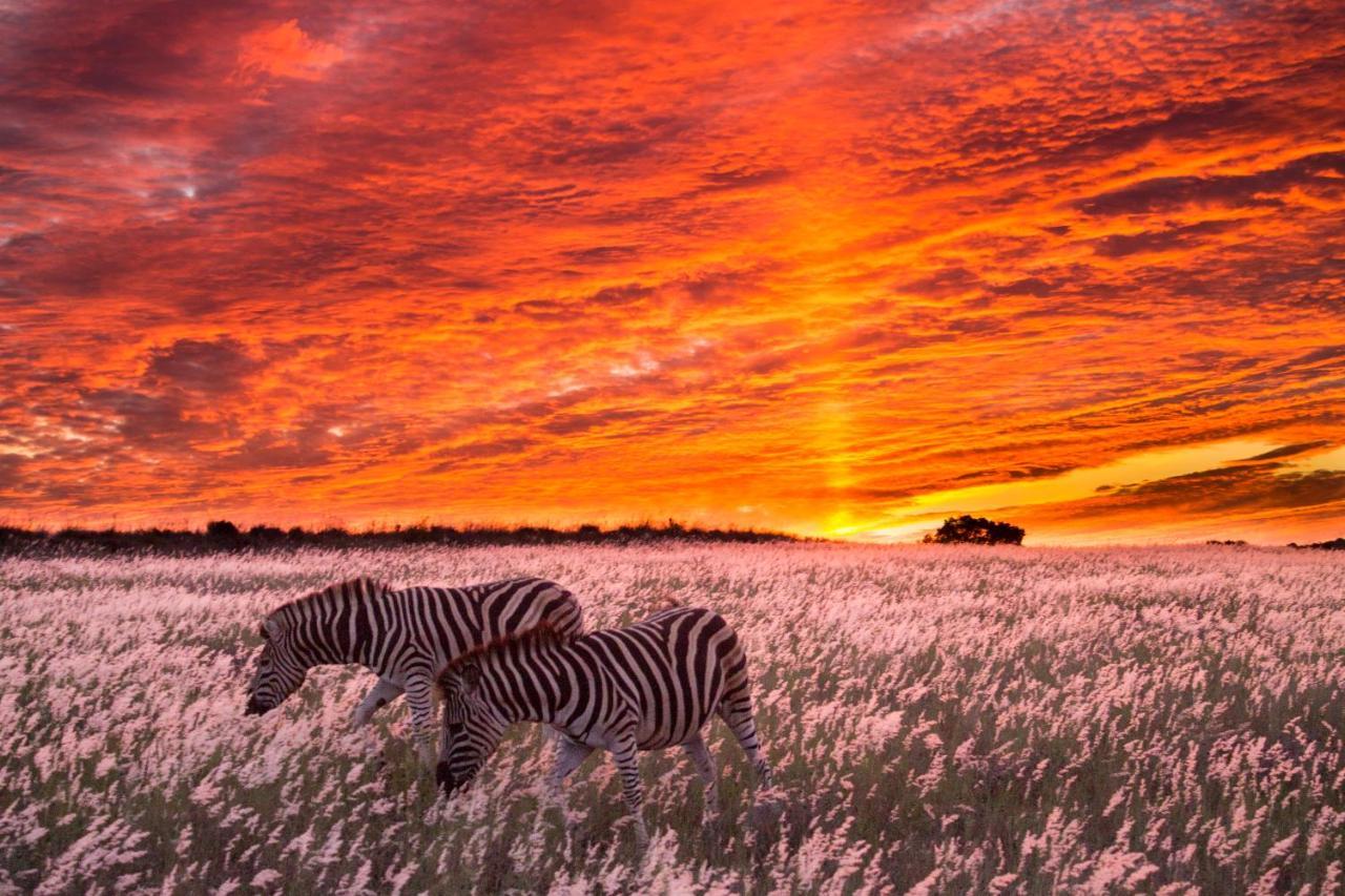 Hillsnek Safari Camp - Amakhala Game Reserveヴィラ エクステリア 写真